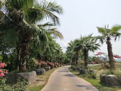 -亚龙湾国际玫瑰谷