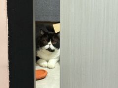 -屋虎猫馆(宝安大仟里店)
