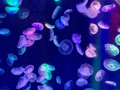 -海合安成都极地海洋公园