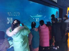 -烟台海昌鲸鲨海洋公园