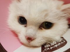 -御宝贝·A梦猫科宠物医院(国际猫友好医院)