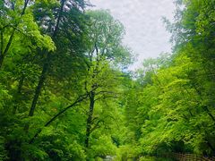 -望天鹅景区