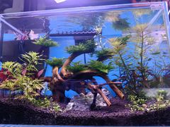 -青石桥花鸟鱼虫市场(叠翠城店)