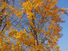 -大明宫国家遗址公园·御道广场