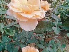 -人民公园(罗湖区)