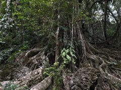 -中国科学院西双版纳热带植物园