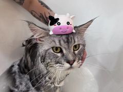 -momokira米努特·德文卷毛猫·棉花面纱犬