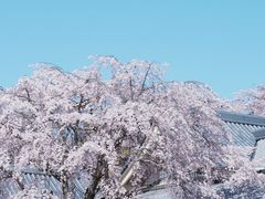 -醍醐寺