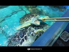 -苏州海洋馆
