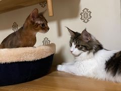 -猫大福·Fortune Cat猫舍(百子湾店)
