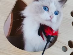-猫咪派对(江南西店)