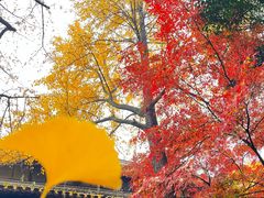 -西园戒幢律寺