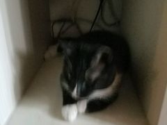 -美联众合动物医院·内科·皮肤科·外科(古城分院)