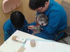 -瑞派雷欧宠物医院·24h夜诊·心脏骨科牙科·全科重症转诊中心(无影山店)