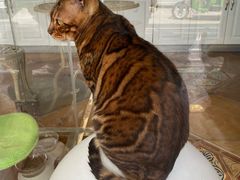 -糯米喵星人总部直营旗舰店·猫舍·幼猫出售