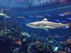 -迪拜帆船酒店海底餐厅