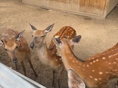 -圣露庄园·露营·烤肉·亲子