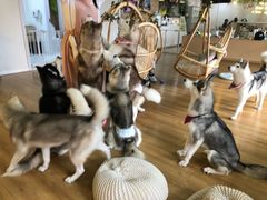 -Husky Go! 哈士奇体验馆·宠物咖啡厅狗咖