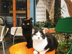 -喵屿·大理花园猫咖