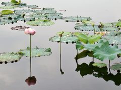 -荷塘月色湿地公园·向阳花洲