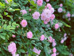 -颐和路民国时期公馆风貌区