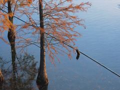 -白鹭湾湿地公园