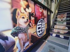 -豆柴町-柴犬主题狗咖(红鼎国际C座店)