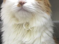 -北京观赏动物医院·24小时大型综合·猫专科·异宠专科