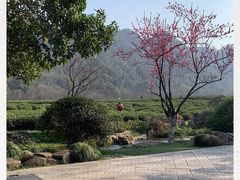 -中国茶叶博物馆(双峰馆区)