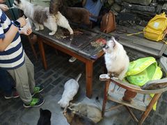 -喵屿·大理花园猫咖