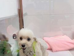-FAELING PETS美天灵宠物(富力广场店)