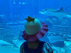 -海棠湾洲际-涛·海底餐厅·美人鱼·自助餐·海底隧道