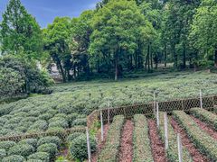 -野蔓果·山野菜(西湖景区·龙井茶田店)
