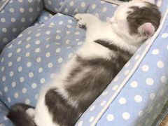 -藏猫猫咖啡主题馆(中央大道店)