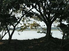 -大湾区中央湿地公园