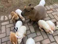 -灵玲国际马戏城