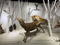 -南宫五洲植物乐园