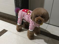 -宠屋宠物美容店