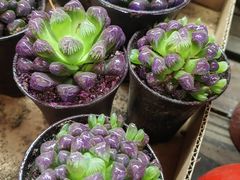 -双季花艺园艺市场(浦东店)