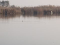 -合肥滨湖国家森林公园