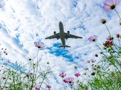 -空港花田景区