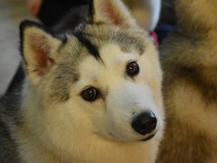 -Husky Go! 哈士奇体验馆·宠物咖啡厅狗咖