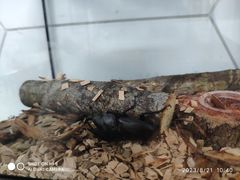 -上海昆虫博物馆