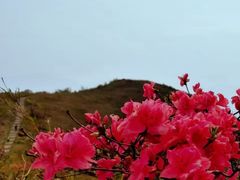 -午潮山国家森林公园