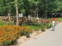 -大兴滨河森林公园