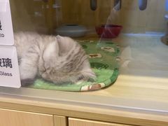 -momokira米努特·德文卷毛猫·棉花面纱犬