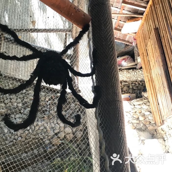spider house