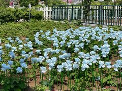 -曹州百花园