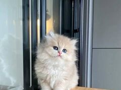-猫十亿·布偶金渐层·曼基康矮脚猫舍(青年路店)