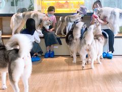 -Husky Go! 哈士奇体验馆·宠物咖啡厅狗咖